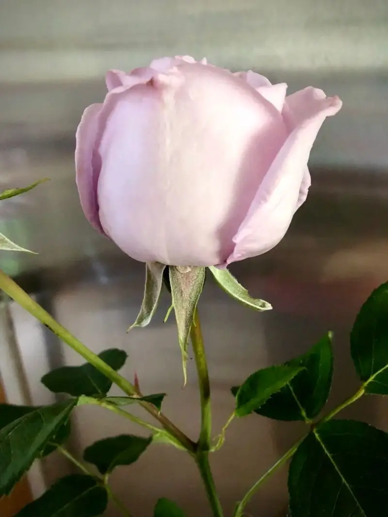 Pale pink rose manifested in 31 hours using Neville Goddard 3-day manifestation principle demonstrating bridge of incidents